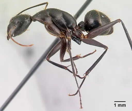 Camponotus roeseli specimen CASENT0179449 image casent0179449_3