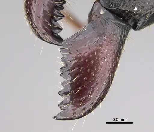 Camponotus roeseli specimen CASENT0444179 image casent0444179_1