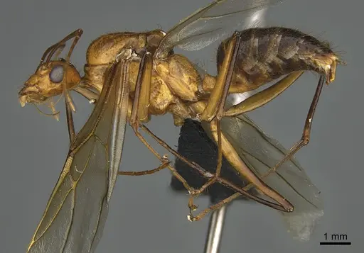 Camponotus roeseli specimen CASENT0476869 image casent0476869_1