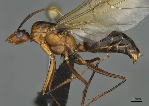 Camponotus roeseli specimen CASENT0484972 image casent0484972_1