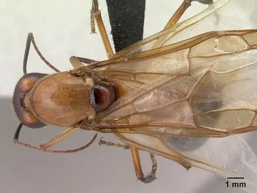 Camponotus roeseli specimen CASENT0492458 image casent0492458_1