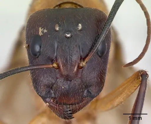Camponotus roeseli specimen CASENT0492458 image casent0492458_2