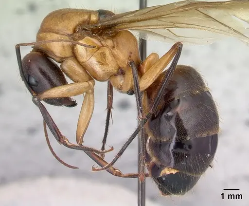 Camponotus roeseli specimen CASENT0492458 image casent0492458_3