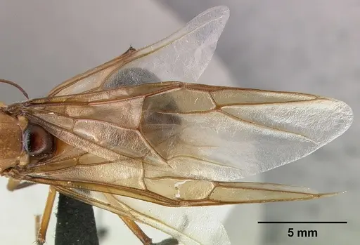 Camponotus roeseli specimen CASENT0492458 image casent0492458_4