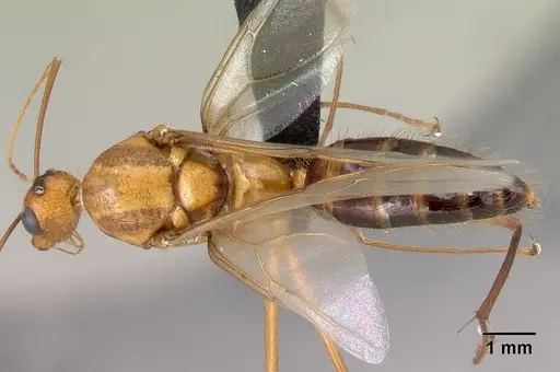 Camponotus roeseli specimen CASENT0492467 image casent0492467_1