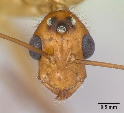Camponotus roeseli specimen CASENT0492467 image casent0492467_2