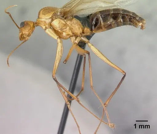 Camponotus roeseli specimen CASENT0492467 image casent0492467_3