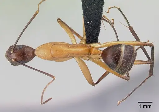 Camponotus roeseli specimen CASENT0492473 image casent0492473_1