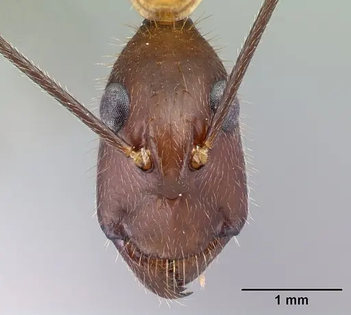 Camponotus roeseli specimen CASENT0492473 image casent0492473_2