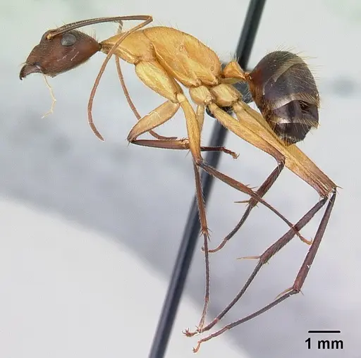 Camponotus roeseli specimen CASENT0492473 image casent0492473_3