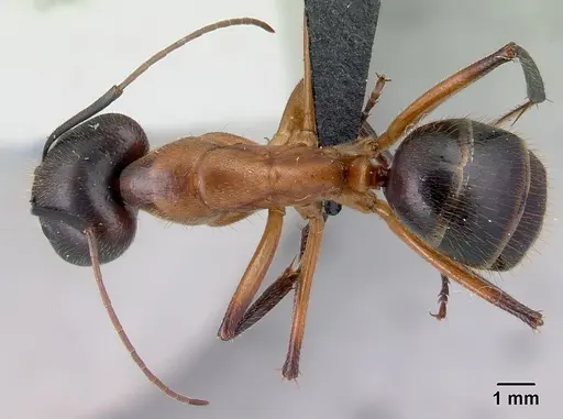 Camponotus roeseli specimen CASENT0492474 image casent0492474_1