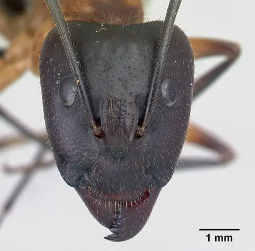 Camponotus roeseli specimen CASENT0492474 image casent0492474_2