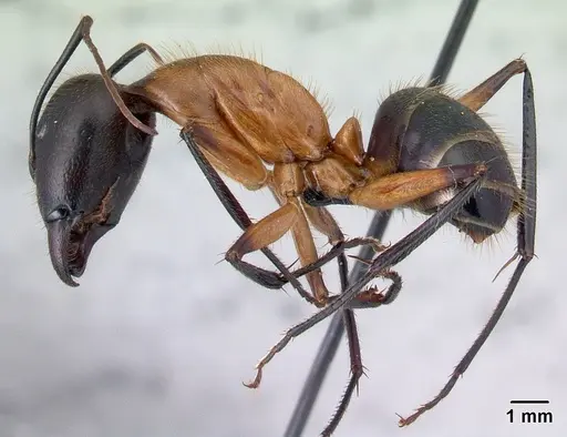 Camponotus roeseli specimen CASENT0492474 image casent0492474_3