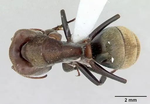 Camponotus rosariensis specimen CASENT0173442 image casent0173442_1