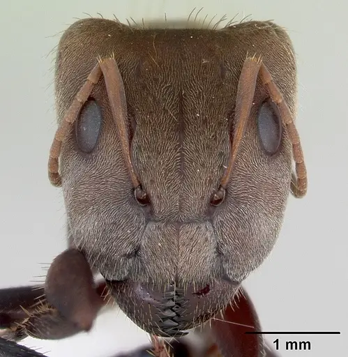 Camponotus rosariensis specimen CASENT0173442 image casent0173442_2