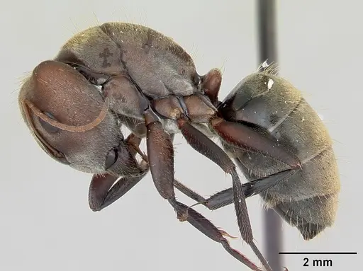 Camponotus rosariensis specimen CASENT0173442 image casent0173442_3