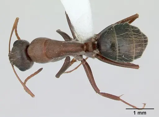 Camponotus rosariensis specimen CASENT0173443 image casent0173443_1