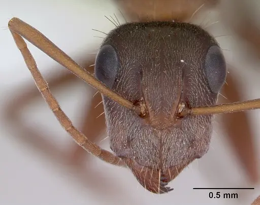 Camponotus rosariensis specimen CASENT0173443 image casent0173443_2