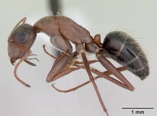 Camponotus rosariensis specimen CASENT0173443 image casent0173443_3