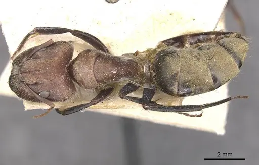 Camponotus rosariensis specimen CASENT0910627 image casent0910627_1