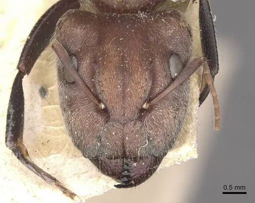 Camponotus rosariensis specimen CASENT0910627 image casent0910627_2