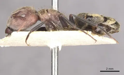Camponotus rosariensis specimen CASENT0910627 image casent0910627_3
