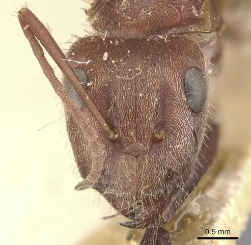 Camponotus rosariensis specimen CASENT0910628 image casent0910628_2