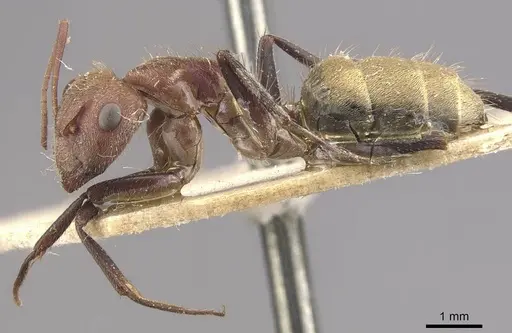 Camponotus rosariensis specimen CASENT0910628 image casent0910628_3
