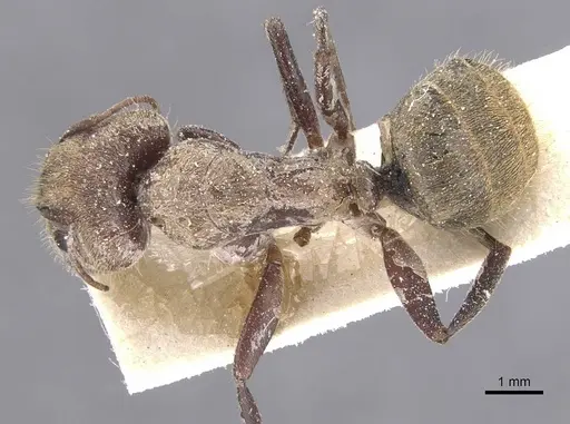 Camponotus rosariensis specimen CASENT0911679 image casent0911679_1