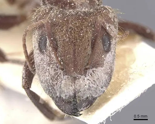 Camponotus rosariensis specimen CASENT0911679 image casent0911679_2