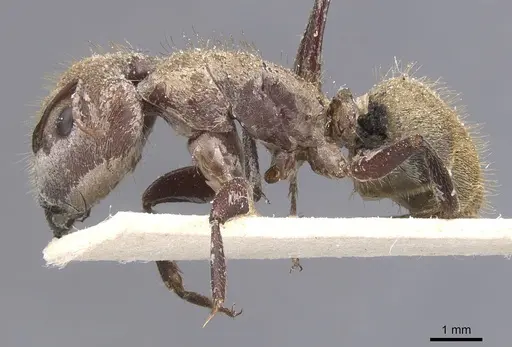 Camponotus rosariensis specimen CASENT0911679 image casent0911679_3