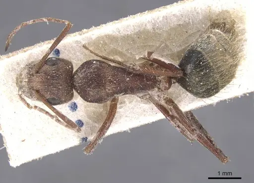 Camponotus rosariensis specimen CASENT0911680 image casent0911680_1