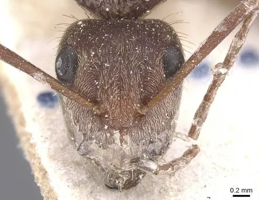 Camponotus rosariensis specimen CASENT0911680 image casent0911680_2