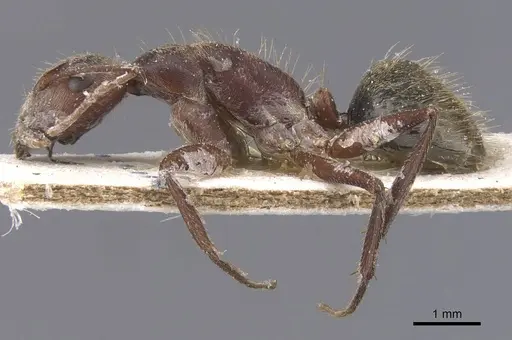 Camponotus rosariensis specimen CASENT0911680 image casent0911680_3