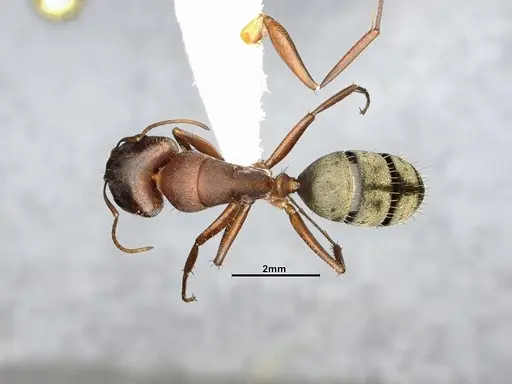 Camponotus rosariensis specimen CASENT4032245 image casent4032245_1