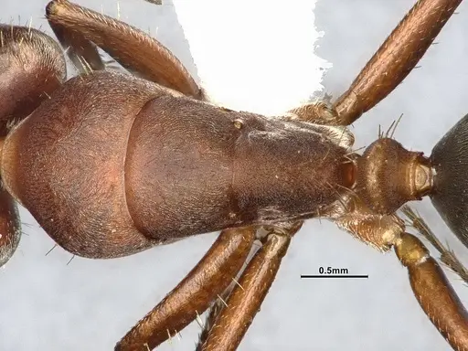 Camponotus rosariensis specimen CASENT4032245 image casent4032245_2