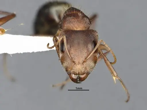 Camponotus rosariensis specimen CASENT4032245 image casent4032245_3
