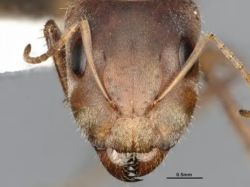 Camponotus rosariensis specimen CASENT4032245 image casent4032245_4