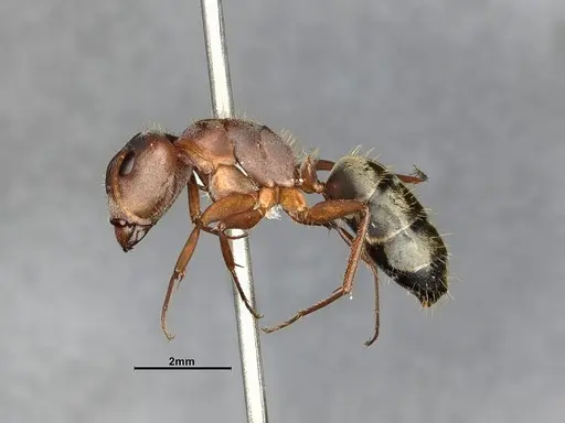 Camponotus rosariensis specimen CASENT4032245 image casent4032245_5