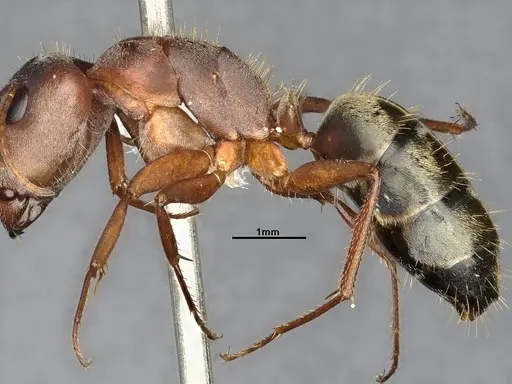 Camponotus rosariensis specimen CASENT4032245 image casent4032245_6