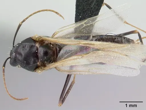Camponotus rotrae specimen CASENT0485624 image casent0485624_1