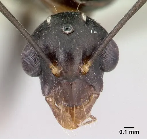 Camponotus rotrae specimen CASENT0485624 image casent0485624_2