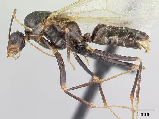 Camponotus rotrae specimen CASENT0485624 image casent0485624_3