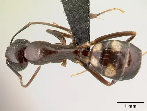Camponotus rotrae specimen CASENT0485625 image casent0485625_1