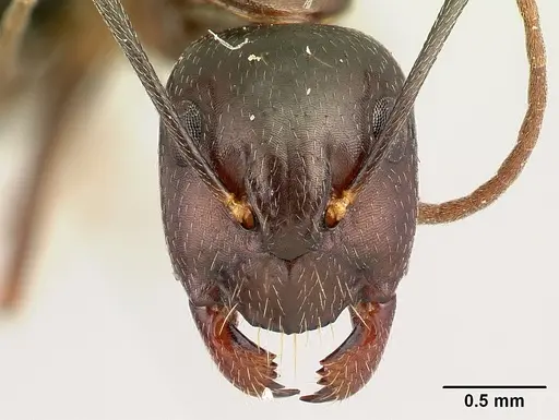 Camponotus rotrae specimen CASENT0485625 image casent0485625_2