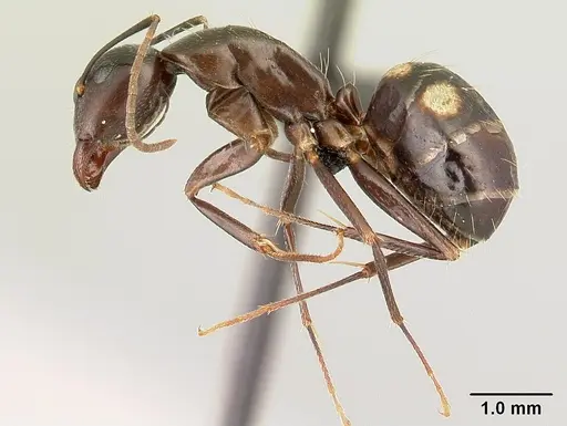 Camponotus rotrae specimen CASENT0485625 image casent0485625_3
