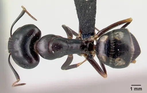 Camponotus rotrae specimen CASENT0485628 image casent0485628_1