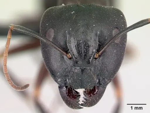Camponotus rotrae specimen CASENT0485628 image casent0485628_2