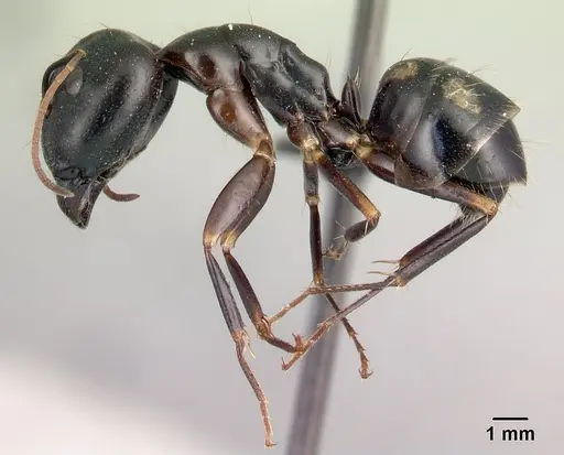 Camponotus rotrae specimen CASENT0485628 image casent0485628_3