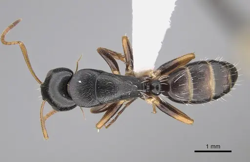 Camponotus rotundinodis specimen CASENT0415827 image casent0415827_1
